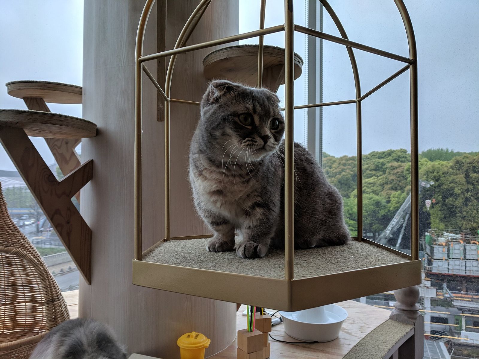 むぎ
