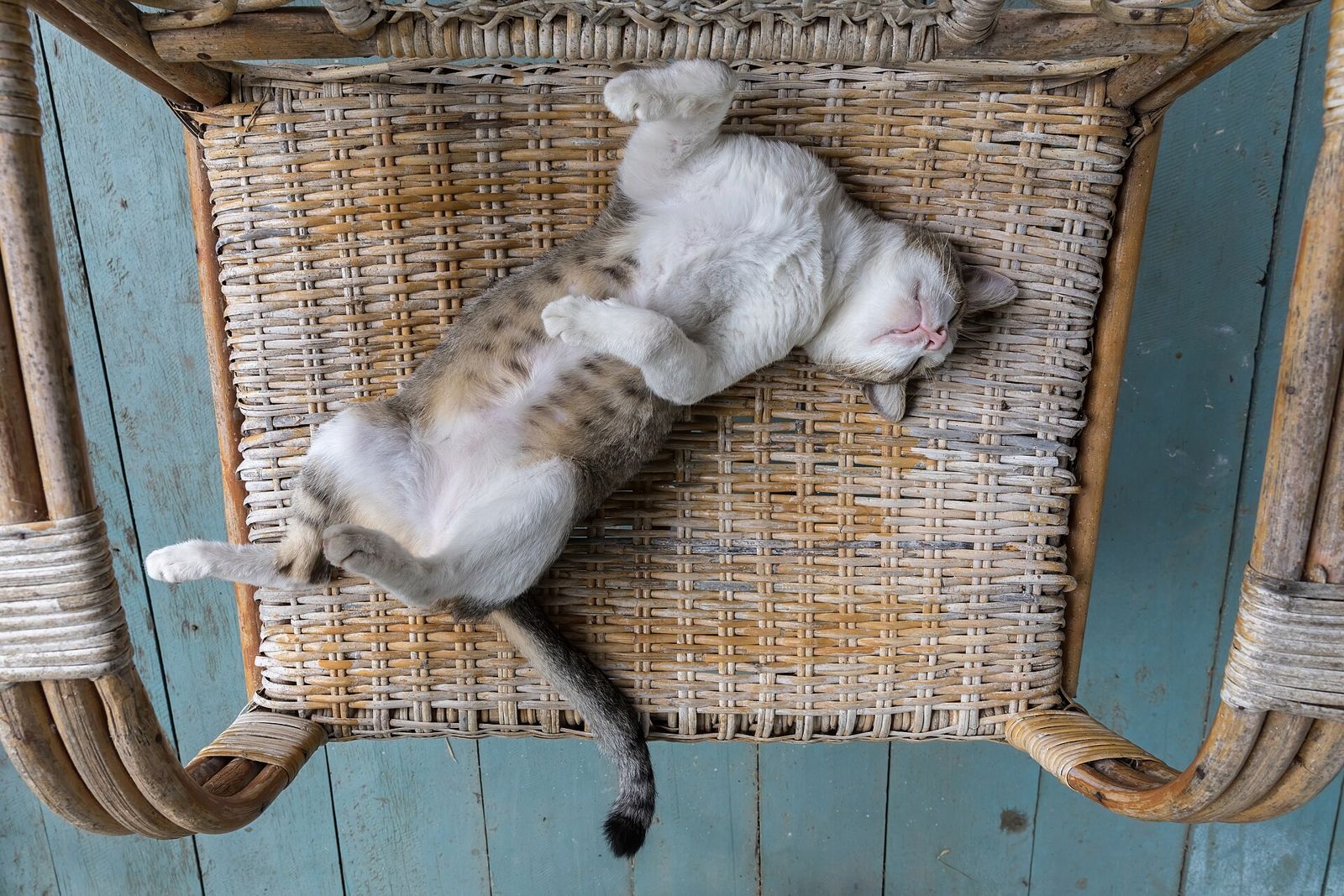 いすで眠る猫