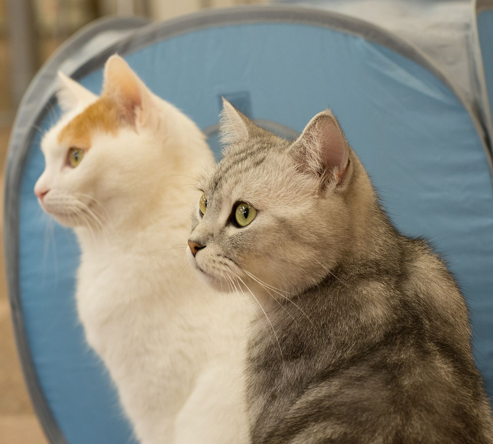 並んで座る2匹の猫