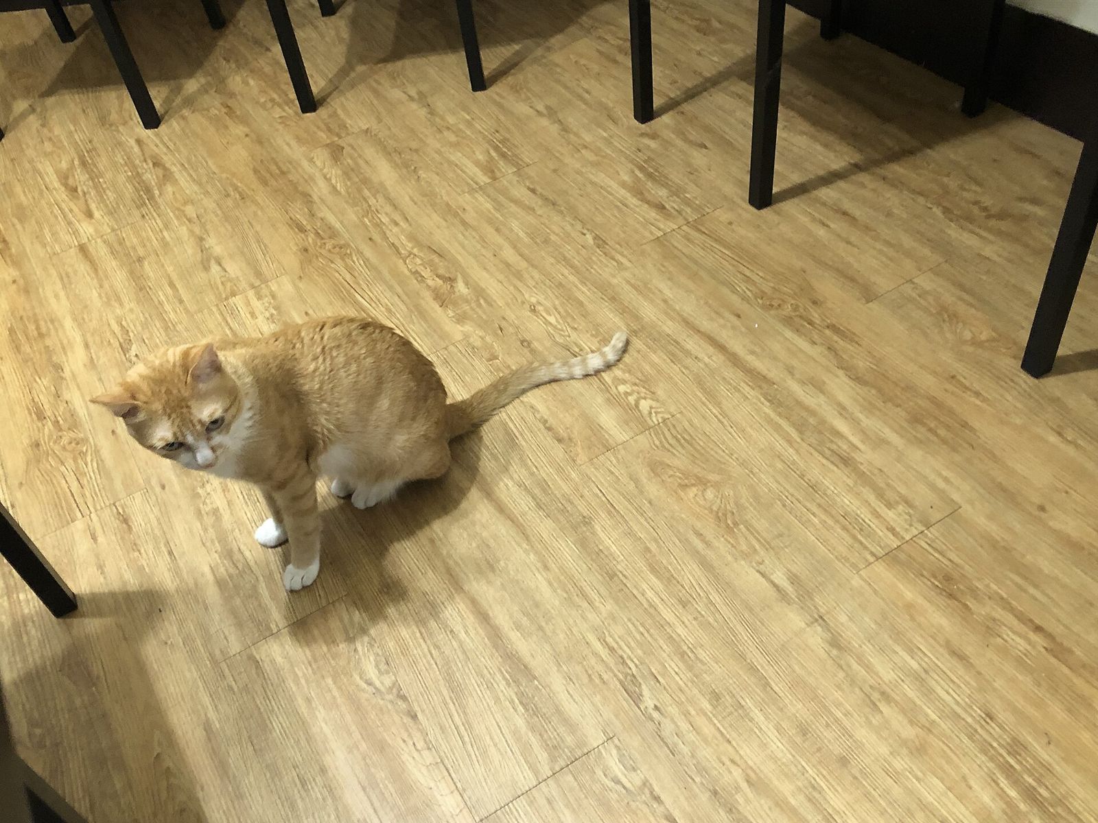 店内を歩く猫